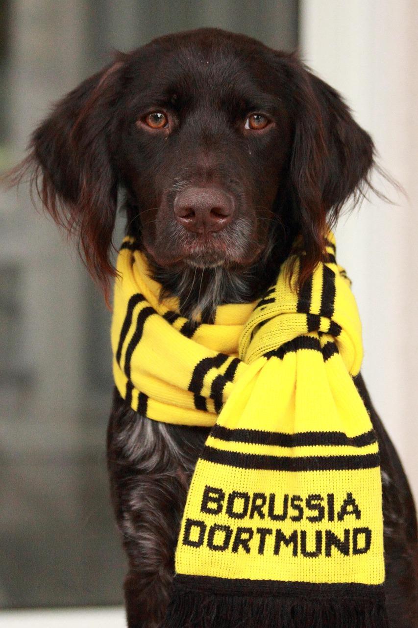 Les exigences financières de Dortmund pour le transfert d'Erling Haaland